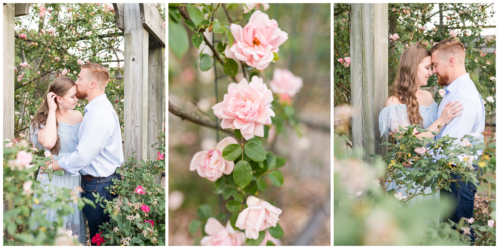 Romantic engagement session portraits in a rose garden in north carolina