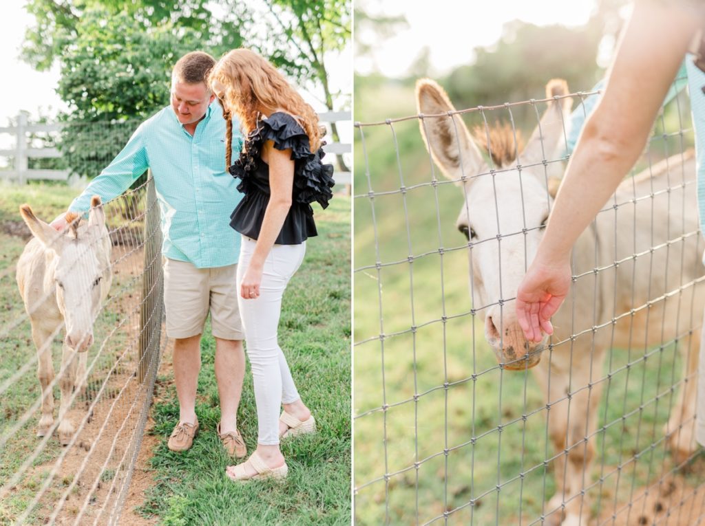 Collage of a couple petting donkeys during their engagement session and a close up of the woman's hand petting a donkey.